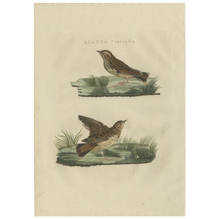 Antique Bird Print of the Meadow Pipit by Sepp & Nozeman, 1809 For Sale