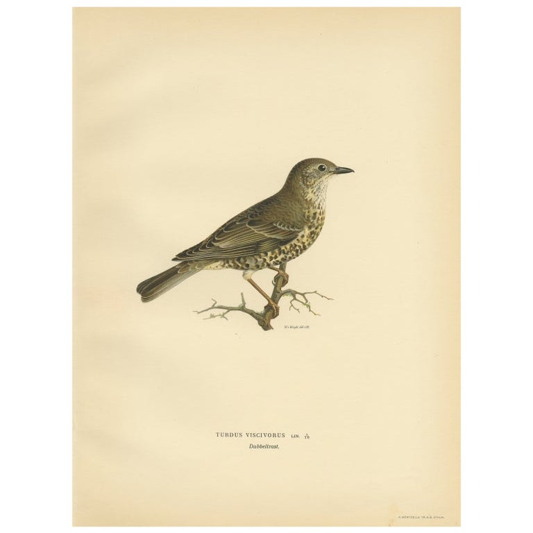 Antique Bird Print of the Mistle Thrush by Von Wright, 1927 For Sale