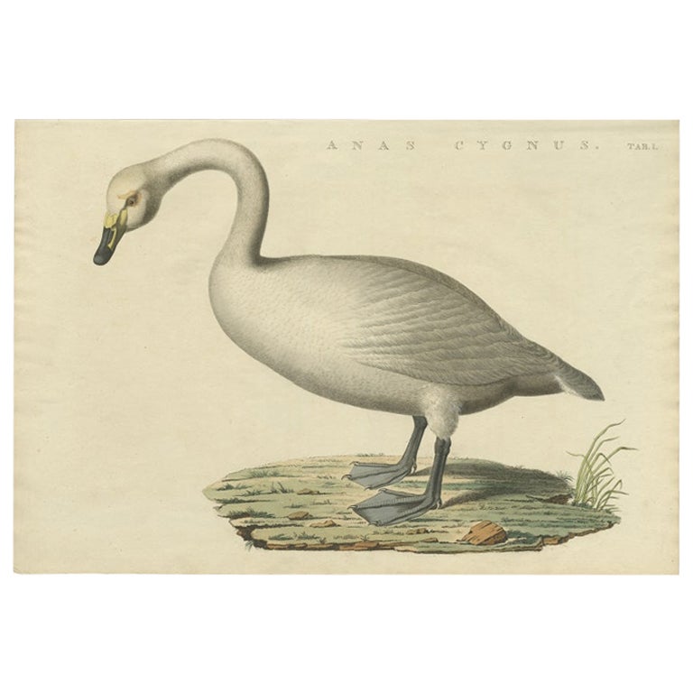 Antique Bird Print of the Mute Swan by Sepp & Nozeman, 1829 For Sale