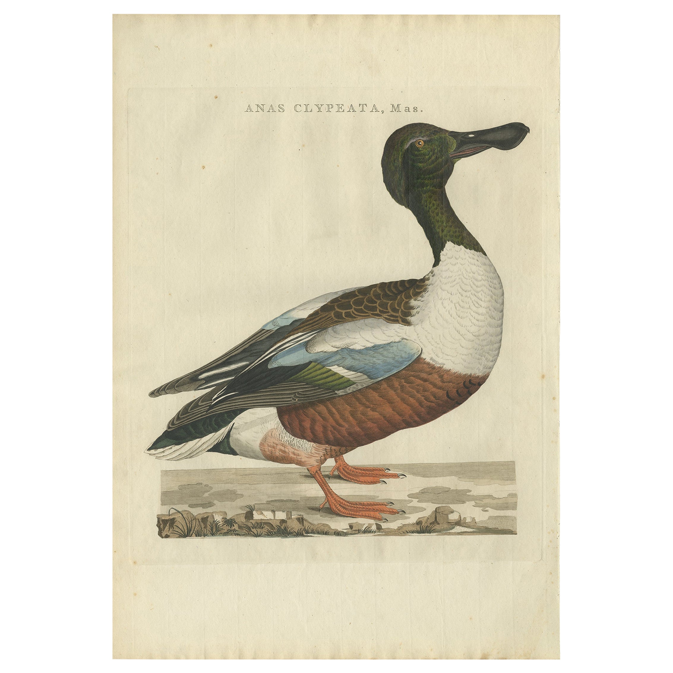 Antiker antiker Vogeldruck eines männlichen Northern Shovelers von Sepp & Nozeman, 1797