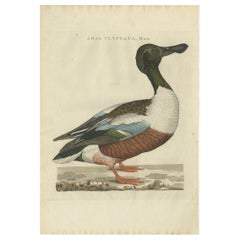 Antique Bird Print of a Male Northern Shoveler by Sepp & Nozeman, 1797