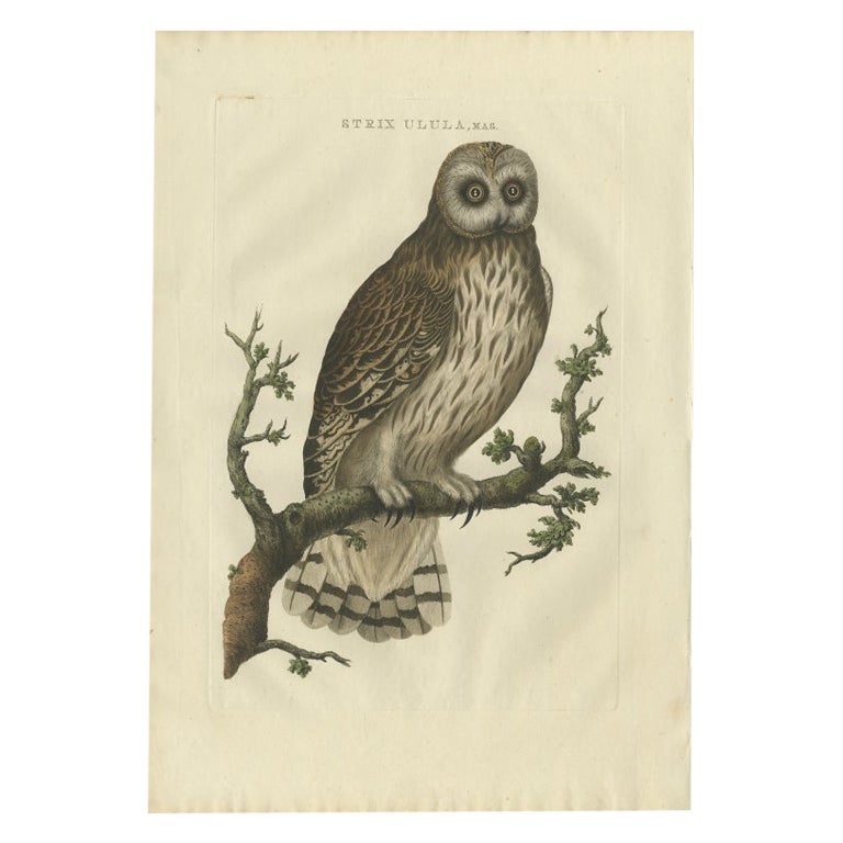 Antique Bird Print of a Male Strix Owl by Sepp & Nozeman, 1770 For Sale