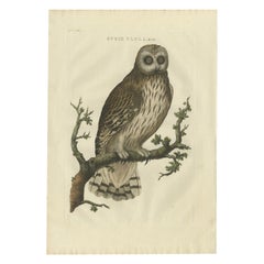 Antique Bird Print of a Male Strix Owl by Sepp & Nozeman, 1770