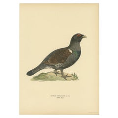 Impression ancienne d'oiseau d'un Capercaillie masculin de l'Ouest américain par Von Wright, 1929