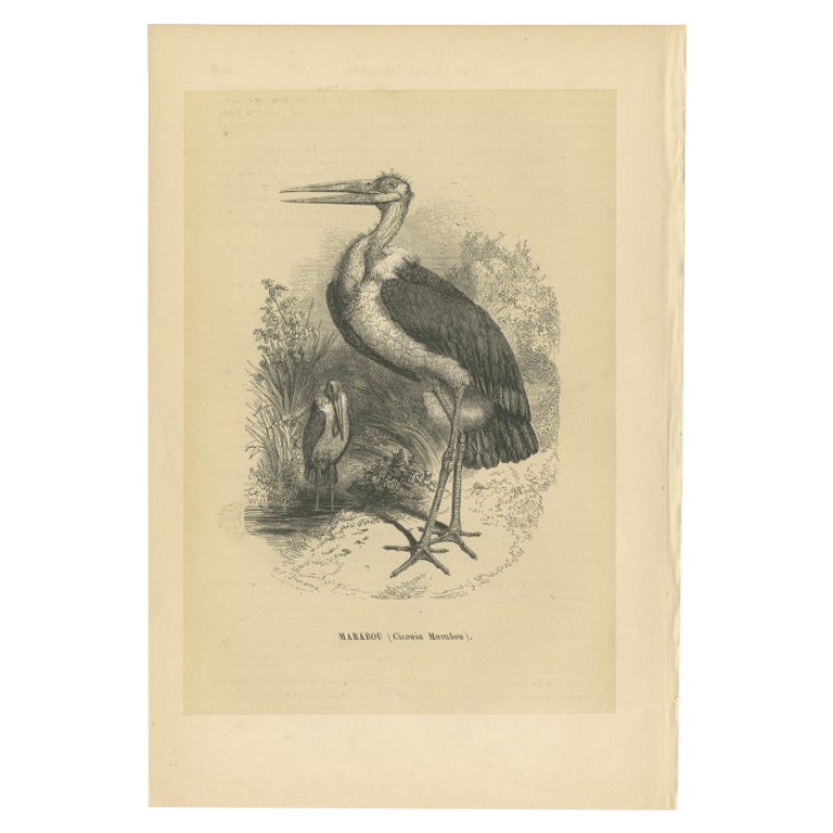 Antique bird print titled 'Marabou'. Original print of a marabou stork. This print originates from 'Histoire Naturelle des Oiseaux' by M. Emm. le Maout. Published 1853. 

Artists and Engravers: Jean-Emmanuel-Marie Le Maout (29 December 1799,