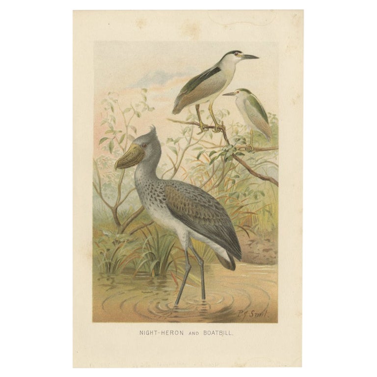 Antique Bird Print of a Night-Heron and Boatbill by Lydekker, 1895 For Sale