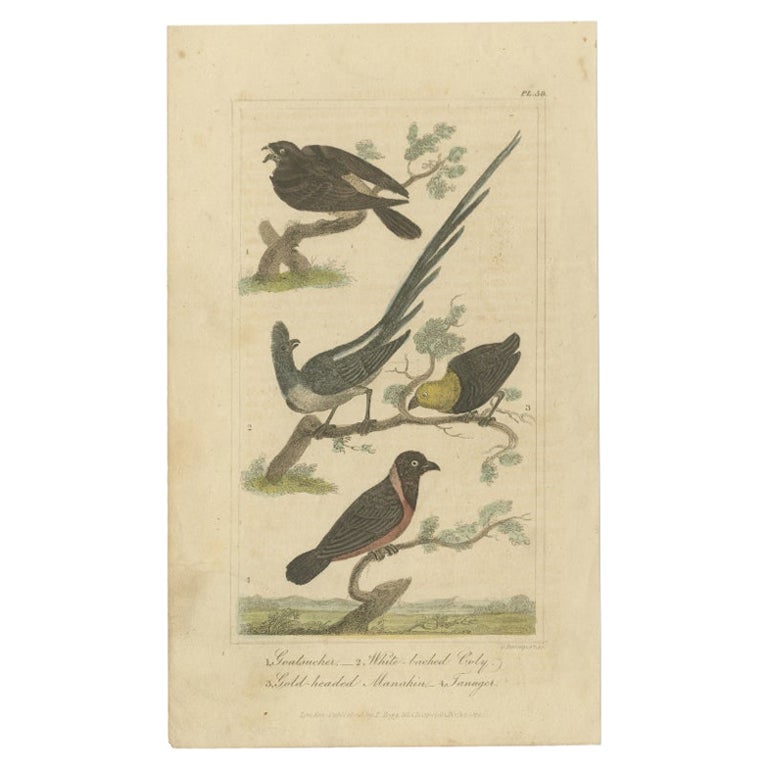 Antique Bird Print of a Nightjar and Other Birds by Davenport, 1821 For Sale