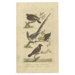 Antique Bird Print of a Nightjar and Other Birds by Davenport, 1821