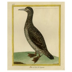 Antique Bird Print of a Northern Gannet by Buffon, c.1770