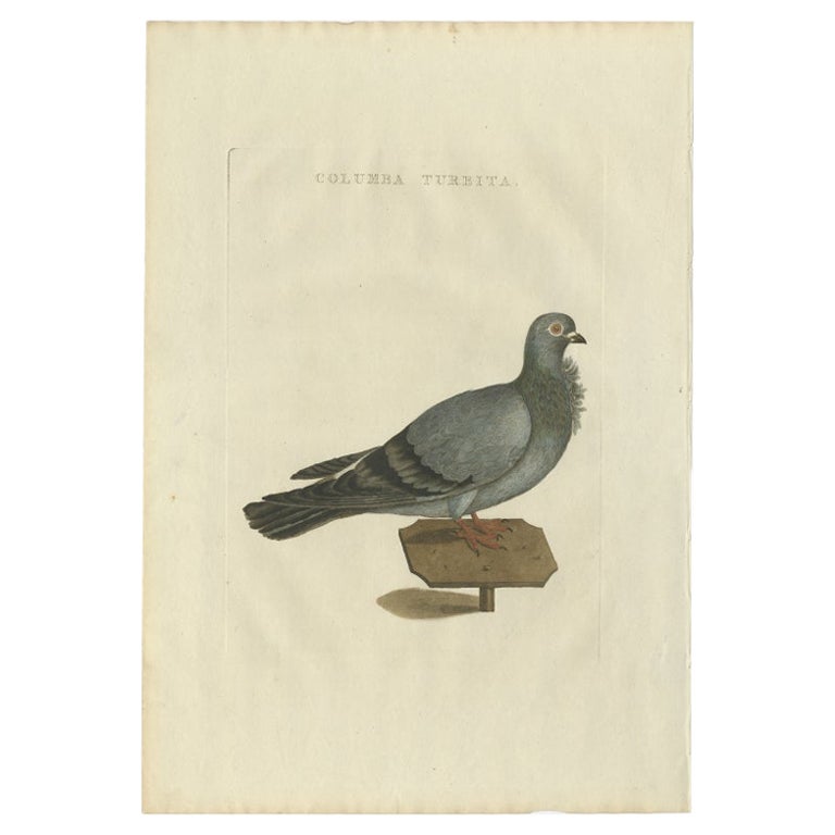 Antique Bird Print of a Pigeon by Sepp & Nozeman, 1829