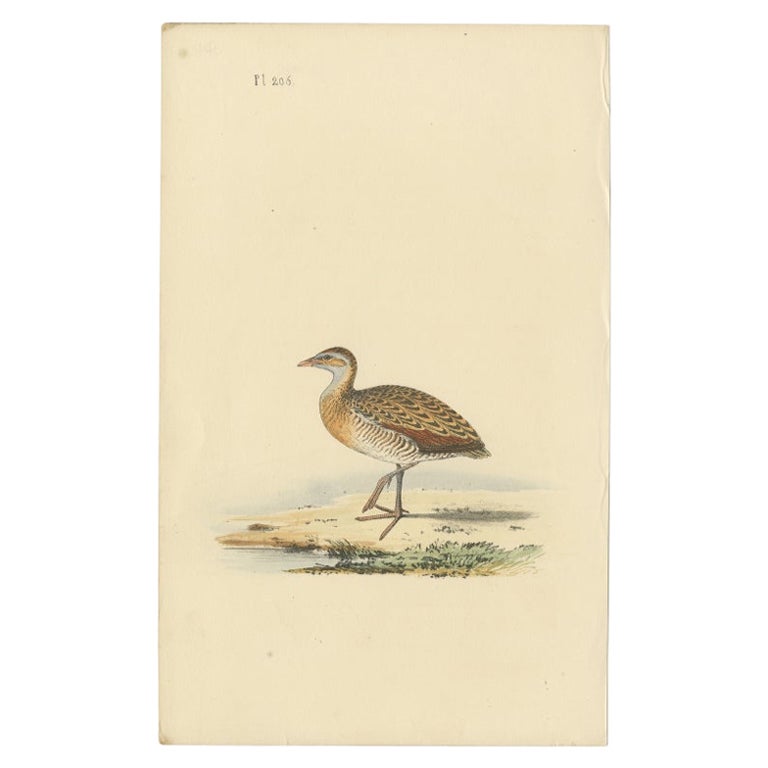 Antiker Vogeldruck eines Plover, um 1840
