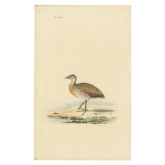 Antique Bird Print of a Plover, c.1840
