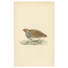Antique Bird Print of a Rail, c.1840