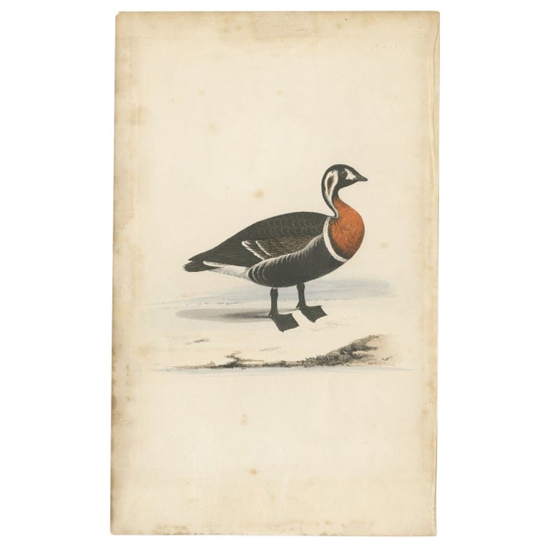 Antiker Vogeldruck einer rot geflügelten Ente, um 1840