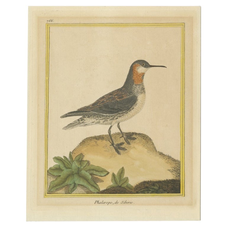 Antique Bird Print of a Red-Necked Phalarope by Martinet, c.1800 For Sale