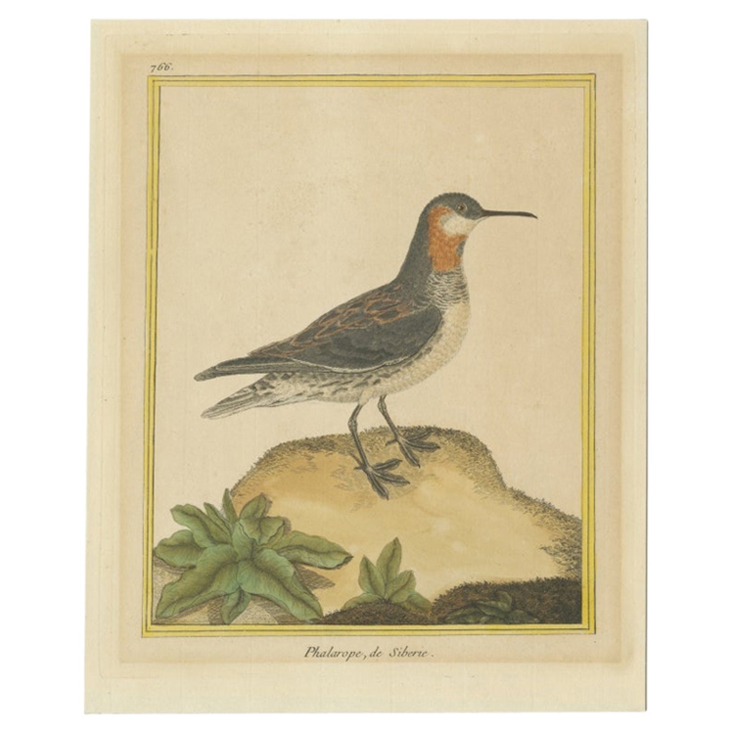 Antique Bird Print of a Red-Necked Phalarope by Martinet, c.1800 For Sale  at 1stDibs