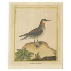 Antique Bird Print of a Red-Necked Phalarope by Martinet, c.1800