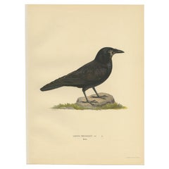 Antique Bird Print of a Rook by Von Wright, 1927