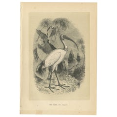 Antique Bird Print of a Sacred Ibis by Le Maout, 1853