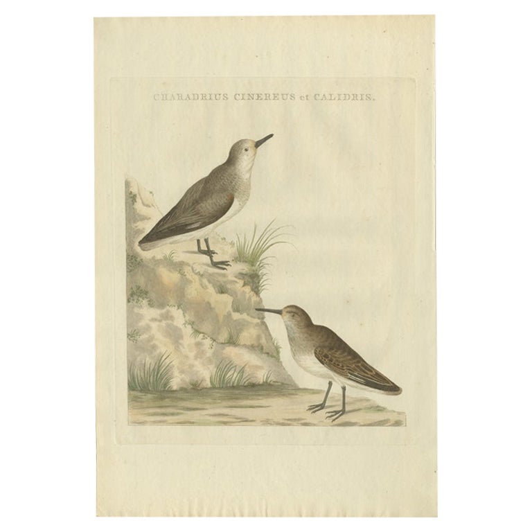 Antiker antiker Vogeldruck eines Sanderling-Vogels von Sepp & Nozeman, 1797