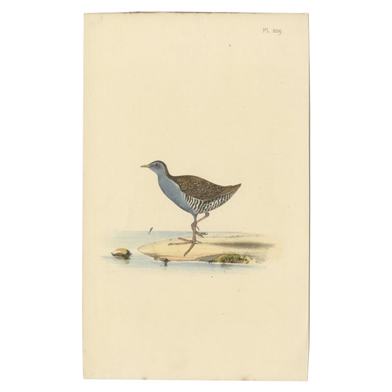 Antique Bird Print of a Sandpiper, c.1840