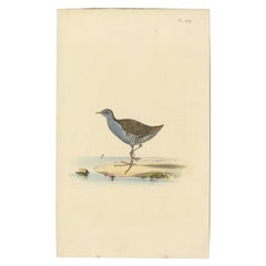 Antique Bird Print of a Sandpiper, c.1840