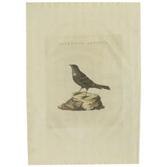 Antique Bird Print of a Small Alpine Bird by Sepp & Nozeman, 1829