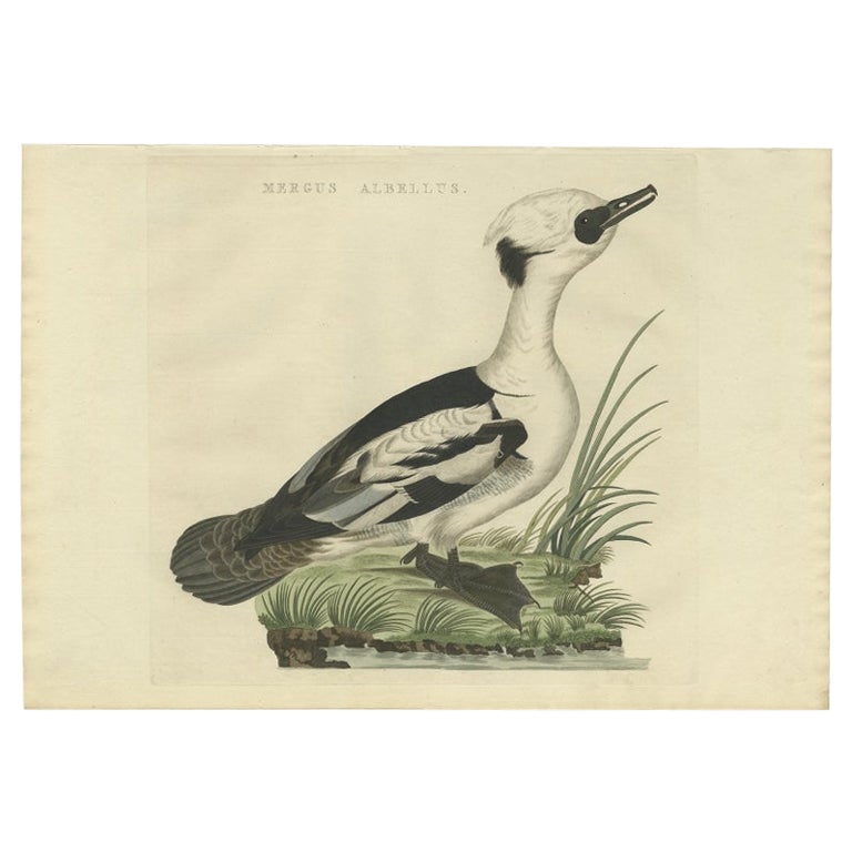 Antique Bird Print of a Graceful Smew or Duck by Sepp & Nozeman, 1809 For Sale