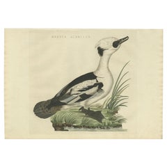 Antique Bird Print of a Graceful Smew or Duck by Sepp & Nozeman, 1809