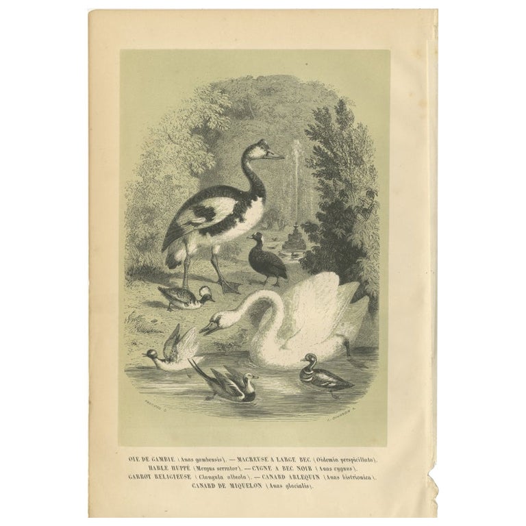 Antique Bird Print of a Spur-Winged Goose and Other Birds by Le Maout, 1853