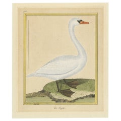 Antique Bird Print of a Swan by Martinet, c.1800