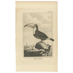 Antique Bird Print of a Toucan, c.1820