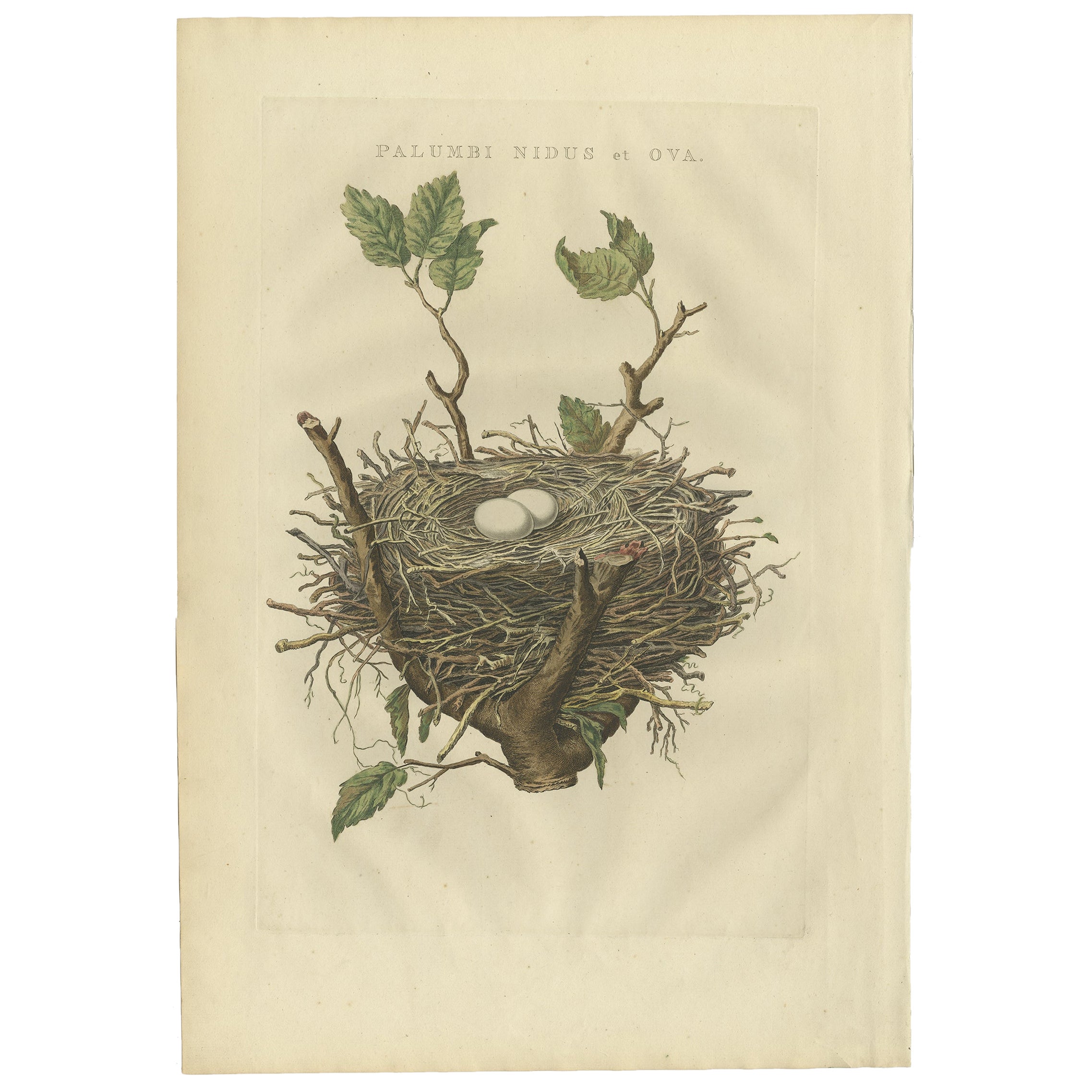 Antique Bird Print of The Nest of The Common Wood Pigeon by Sepp & Nozeman, 1770 For Sale