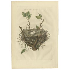 Antique Bird Print of The Nest of The Common Wood Pigeon by Sepp & Nozeman, 1770