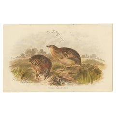 Antique Bird Print of The Nicobar Button Quail by Hume & Marshall, 1879