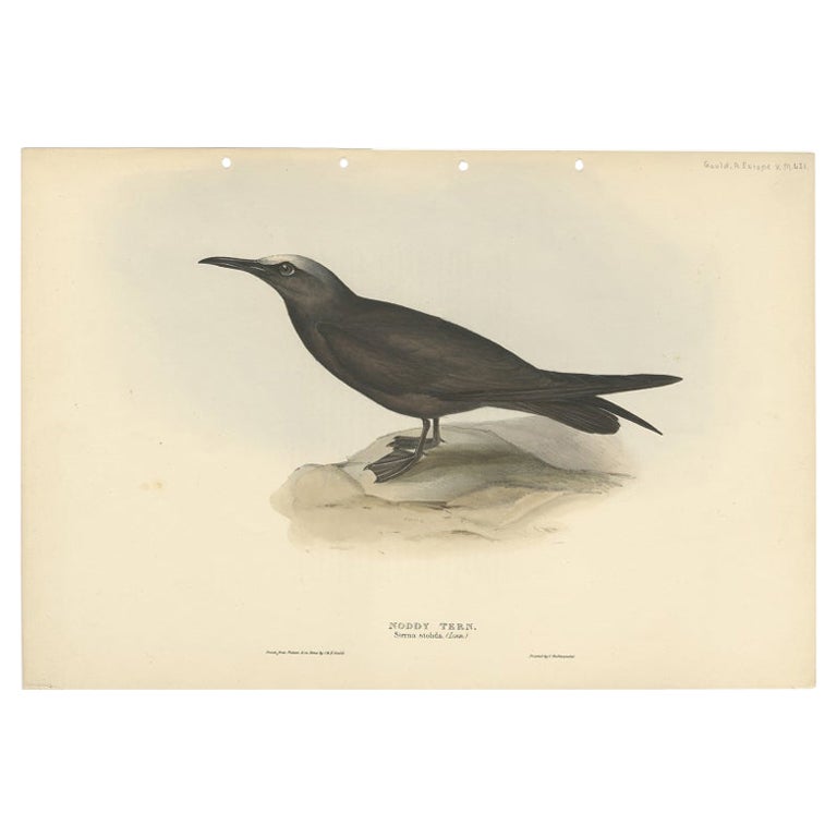 Graceful Noddy Tern: Antique Bird Print of The Noddy by Gould, 1832 For Sale