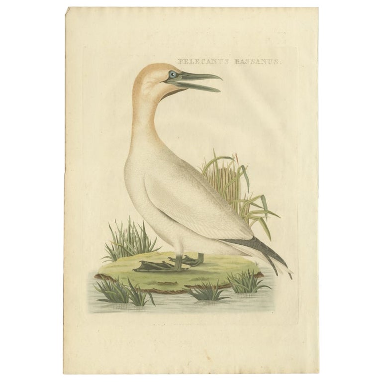 Antique Bird Print of The Northern Gannet by Sepp & Nozeman, 1829 For Sale