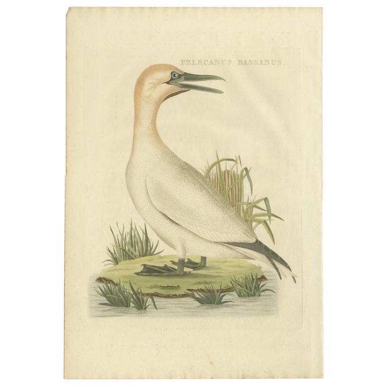 Grabado antiguo de un alcatraz boreal por Sepp & Nozeman, 1829