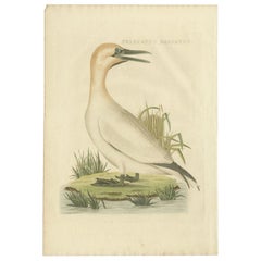 Antiker Vogeldruck des norden Gannets von Sepp & Nozeman, 1829