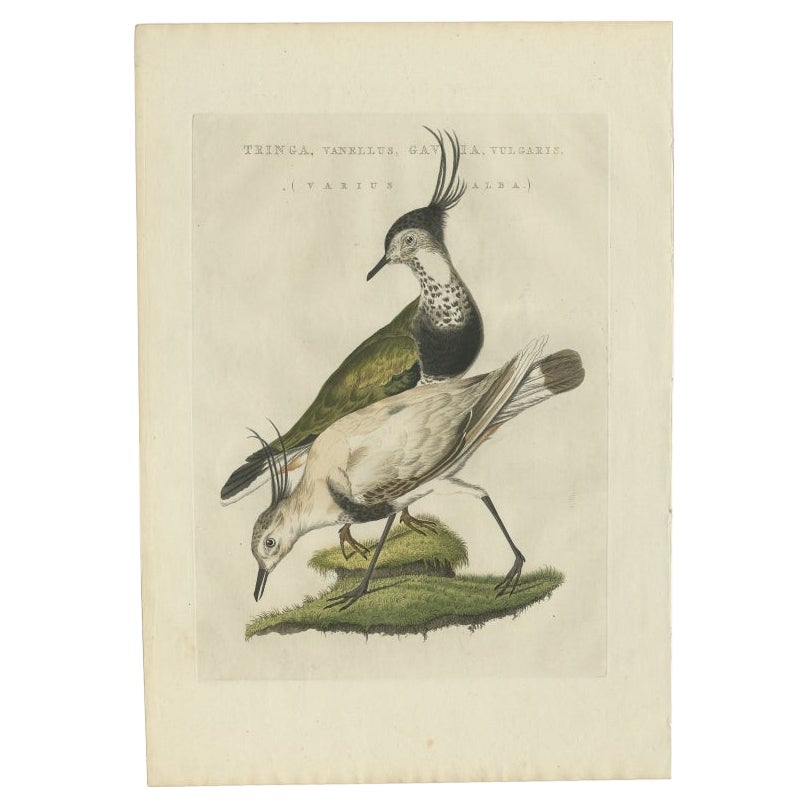 Antique Bird Print of The Northern Lapwing by Sepp & Nozeman, 1809