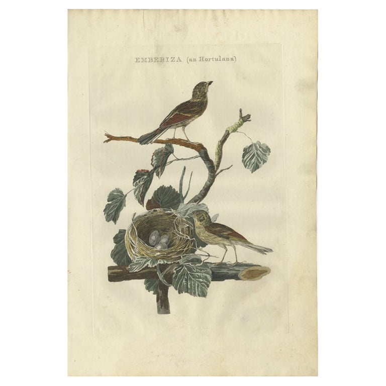 Antique Bird Print of The Ortolan Bunting by Sepp & Nozeman, 1789 For Sale