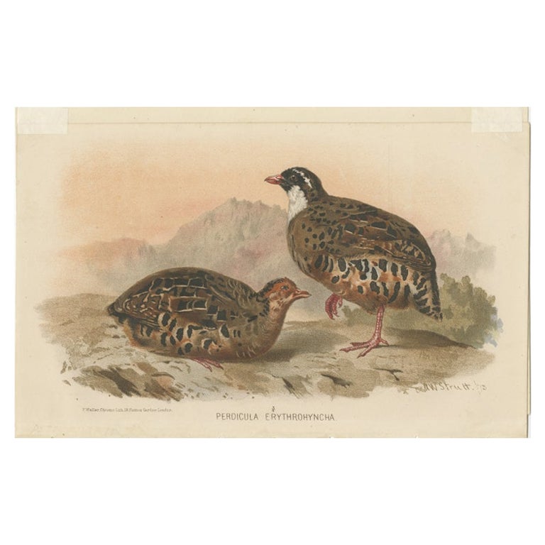 Antique Bird Print of The Painted Bush-quail by Hume & Marshall, 1879