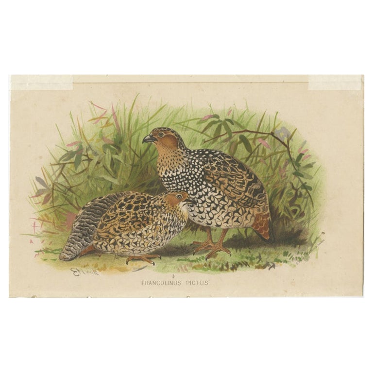Antique Bird Print of The Painted Partridge by Hume & Marshall, 1879