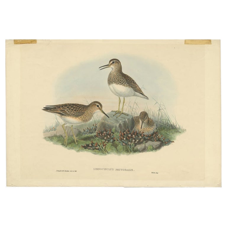 Antique Bird Print of The Pectoral Sandpiper by Gould, c.1870