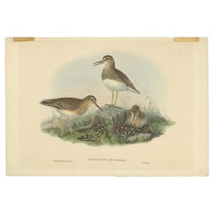 Antiker Vogeldruck des kugelförmigen Sandpipers von Gould, um 1870