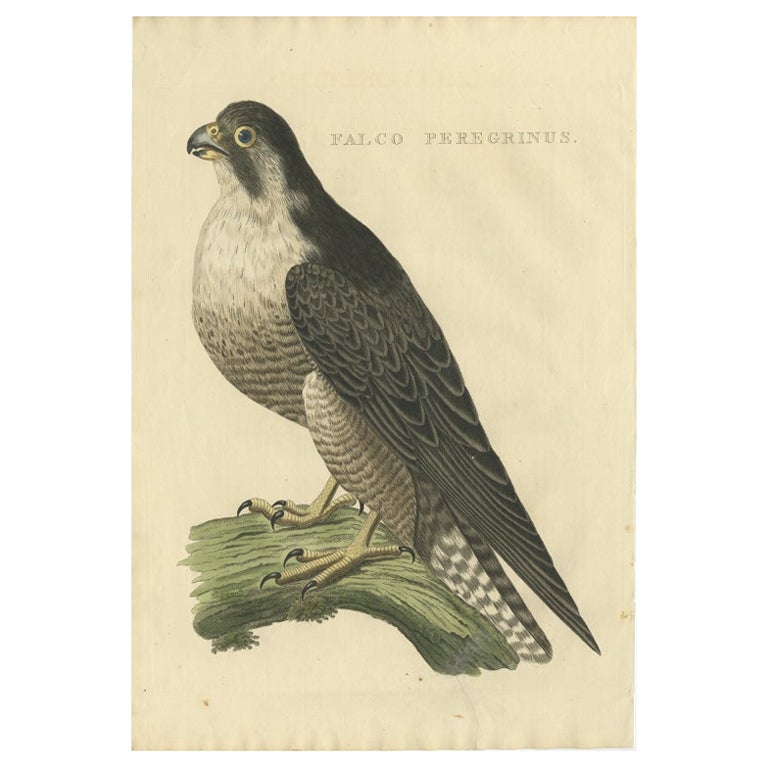 Antiker Vogeldruck des Peregrine Falcon von Sepp & Nozeman, 1829