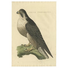 Gravure ancienne du Falcon pèlerin par Sepp & Nozeman, 1829