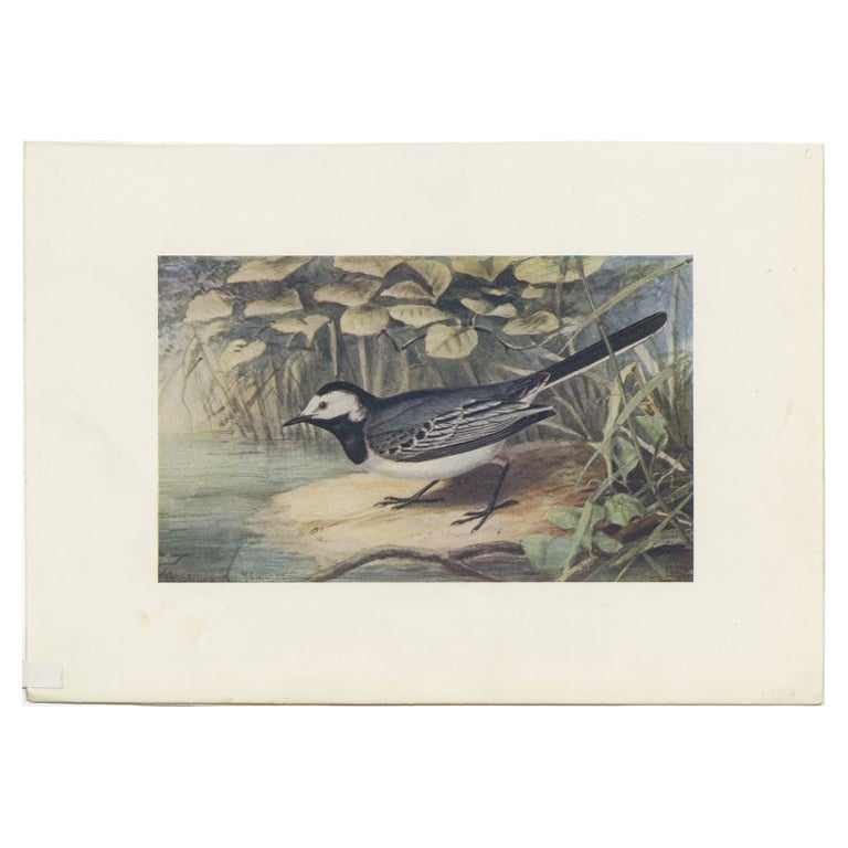 Antique Bird Print of The Pied Wagtail by Bonhote, 1907 For Sale