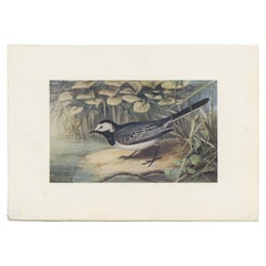 Antique Bird Print of The Pied Wagtail by Bonhote, 1907