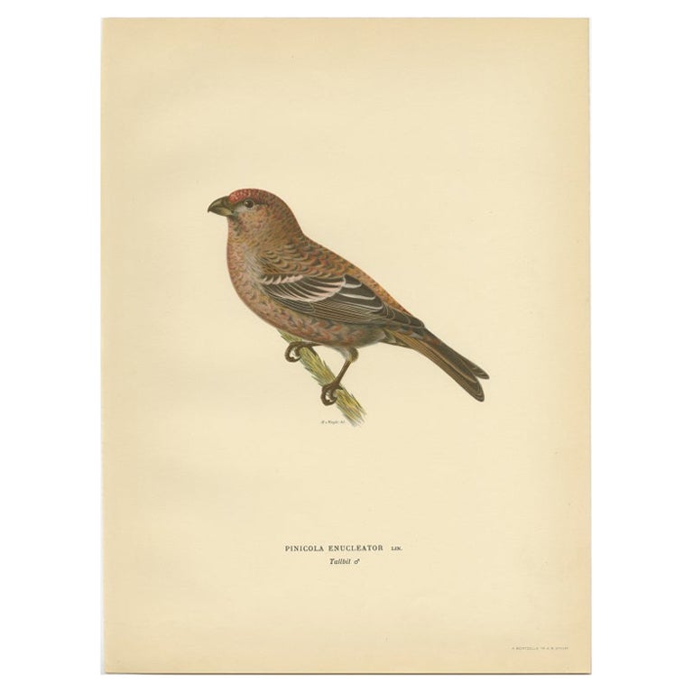 Antique Bird Print of The Pine Grosbeak by Von Wright, 1927